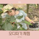 인천 강화도 오디 체험 아이와 보랏빛 오디따기