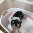 수수펫살롱 이미지