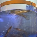 속초 오징어 어시장 이미지