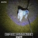 밤산책 필수템 오늘의캣 강아지자동리드줄 후기