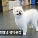 멍했냥 평택본점 | (평택, 강아지, 고양이, 애견미용, 추천!) 멍했냥 평택본점 멍했냥 평택본점, 맞춤형 미용 서비스 제공