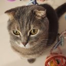 11545-06-25-09 | [sub수술후기] ~25/06/09 안약처방, 방광염증상, 스테로이드 감량