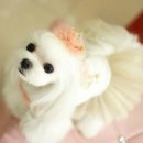 리즈동물병원 이미지