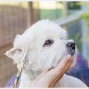 더펫 강아지분양 고양이분양 일산본점 이미지