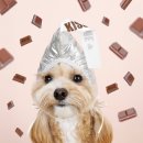 달콤하개 | 분당 강아지 스튜디오 강아지 컨셉 프로필사진 촬영 후기