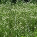 팔조령목장 이미지