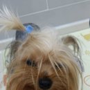 엘케이동물의료센터 이미지