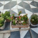 참가자미나라 이미지