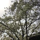 목련경로당 | 주말에 다녀온 행궁동 목련 꽃 스팟 모음 💌 / 구스타 / 하우스포스트카페