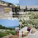 강화도 마호가니 강화점 꿀팁(계란꽃 데이지 실시간 후기)
