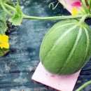 참외생태학습원 이미지