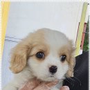 멍샵 강아지분양 인천본점 이미지