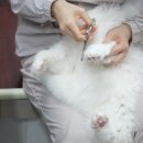 고양이 미용& 호텔 우연히, 캣 | <우연히캣>고양이목욕 고양이샤워 고양이탄산스파 고양이미용