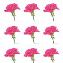 보테니컬아트(색연필그림) 이미지