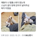 얘들아 나 템플스테이 왔는데 이미지