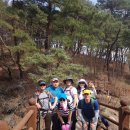 죽림암 | 강남구상공회 CEO산악회 제144차 산행을 [공주태화산 마곡사]소나무숲길 진달래꽃 보고왔습니다.