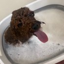 반려견 천연 아로마 테라피 | [반려견 천연 스파, 배넷털 엉킴 고민 해결과 심신 안정을 위한 아로마 테라피 솔루션]