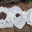 수박 모종 만들기... 이미지