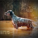 대문 - 내 스타일의 dog은 이미지