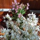 세븐일레븐 외동점 이미지