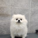 동물친구들 애견미용실 이미지