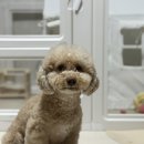 앱 + | [포옹앱] 강아지 식이민감도검사 가능한 앱 후기