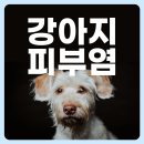 강아지 피부병 종류 및 증상부터 레이저 치료 비용 알려 드릴게요!