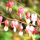 설악산천연보호구역 이미지