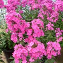 형제농원 이미지