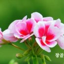 알파와 오메가 이미지