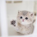 아담스펫 강아지분양 고양이분양 강남점 이미지