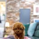 일산 강아지분양 스마트독 이미지