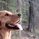 숲속의강아지 이미지