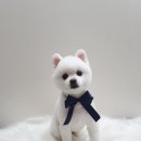 깐돌이네 애견샵 이미지