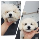 도브리댕 이미지