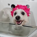 스테이 펫 살롱 이미지