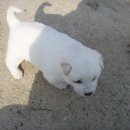 철수농장 이미지