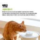 냥냥펀치 - 고양시 일산동구 | 냥냥펀치