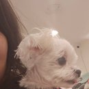 부산애견호텔 강아지유치원 애견미용 맘바이 수영구점 이미지