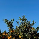 열린농장 | 제주 투어 패스 서귀포 곱은달 감귤 체험농장 감귤체험 후기