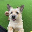 돌담 동물의료센터 이미지