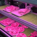 한우군돈순이 이미지