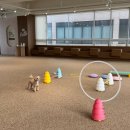 이리온(IRION) | 익산 애견동반 카페 &#34;이리온&#34; 실내동반가능 크리스마스 보내기