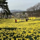 4월 26일(화) 노란 수선화의물결 서산 유기방 수선화축제 &해미읍성 벚꽃길트래킹.♡30,000.조중식(찰밥).37석리무진운행 이미지