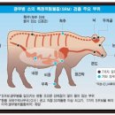 미국산 소고기.. 정말 안심하고 드시나요? 이미지