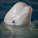 벨루가 이미지