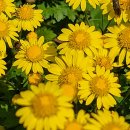 이천생태공원 Daum카페