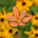 양평할머니 이미지