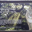 존나 웃겨 이거 칡 진짜 삵 아니래매 이미지