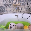 아임그루머 이미지